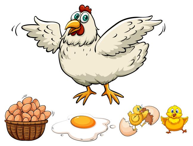 Chicken and eggs in basket vector