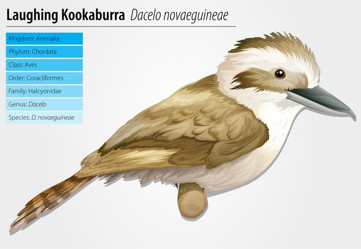 Riendo Kookaburra vector