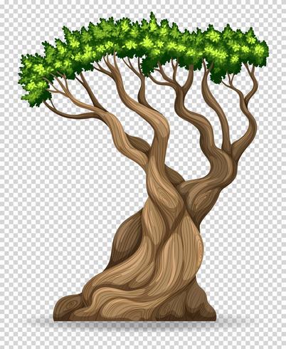 Gran árbol sobre fondo transparente vector