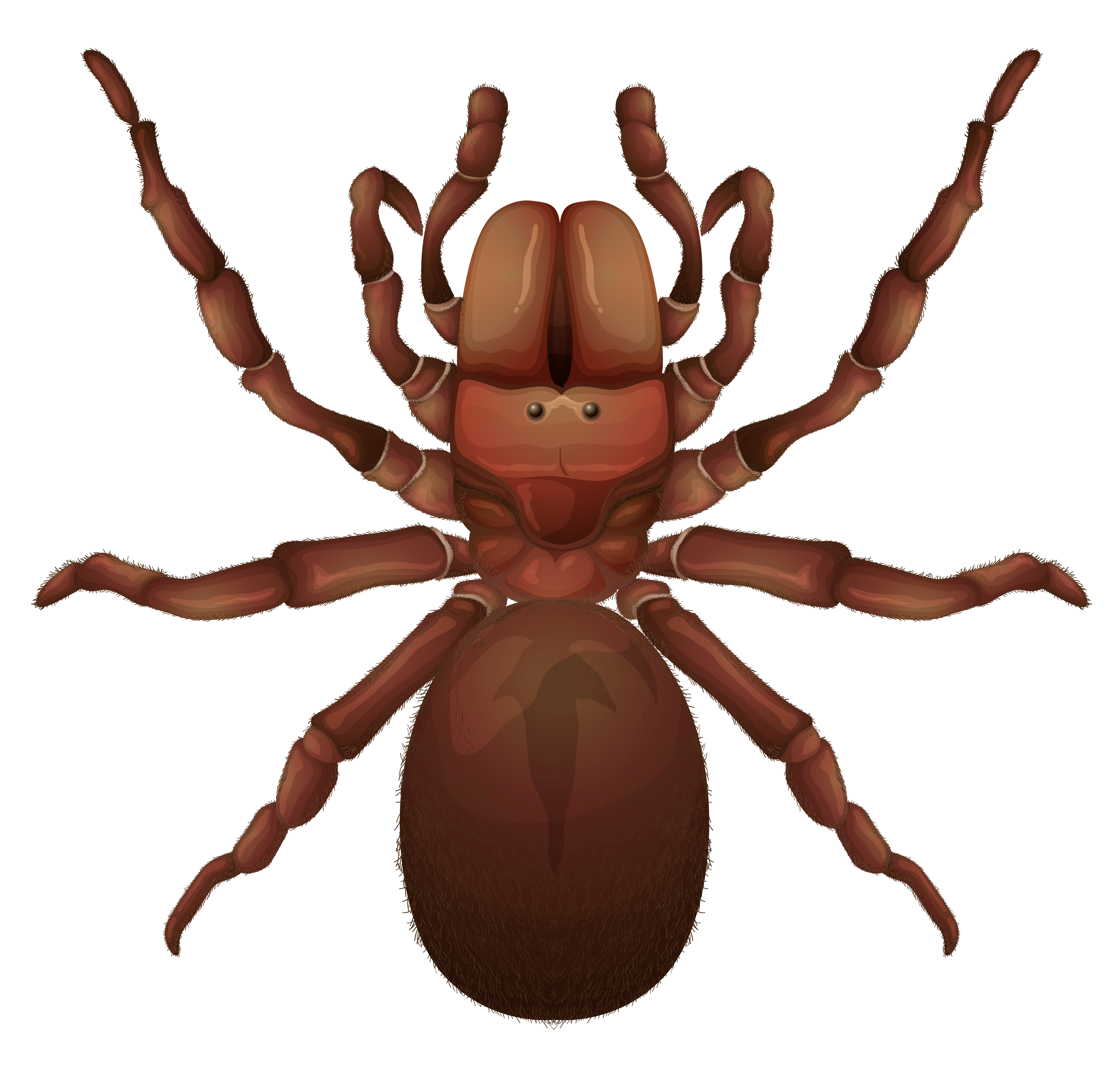 Australian funnelweb spider 366826 Vector Art at Vecteezy