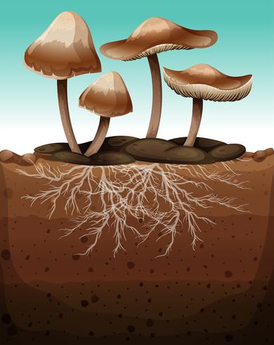 Fresh mushroom with roots underground vector