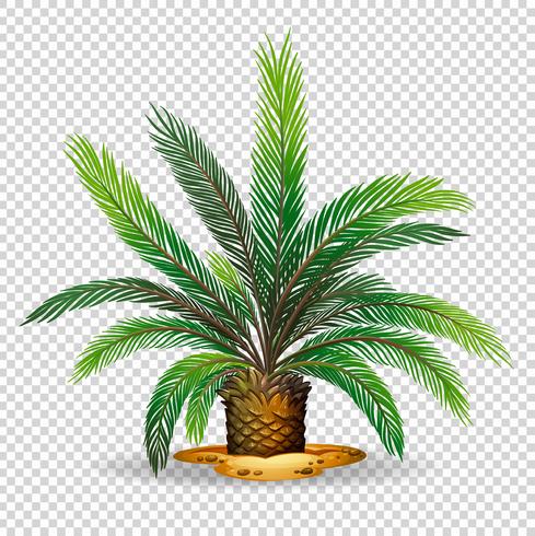 Palm tree on transparent background vector