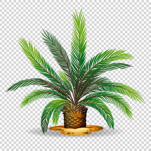 Palmera en el fondo transparente vector