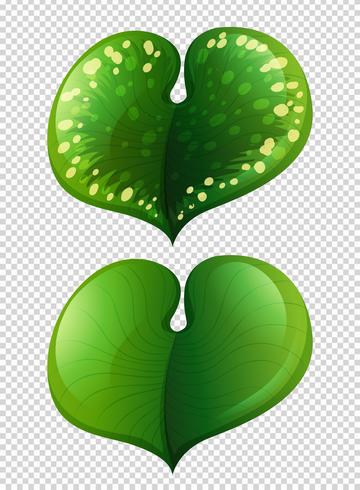 Two types of leaves on transparent background vector
