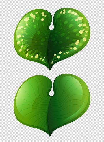Two Types Of Leaves On Transparent Background Download Free Vectors Clipart Graphics Vector Art