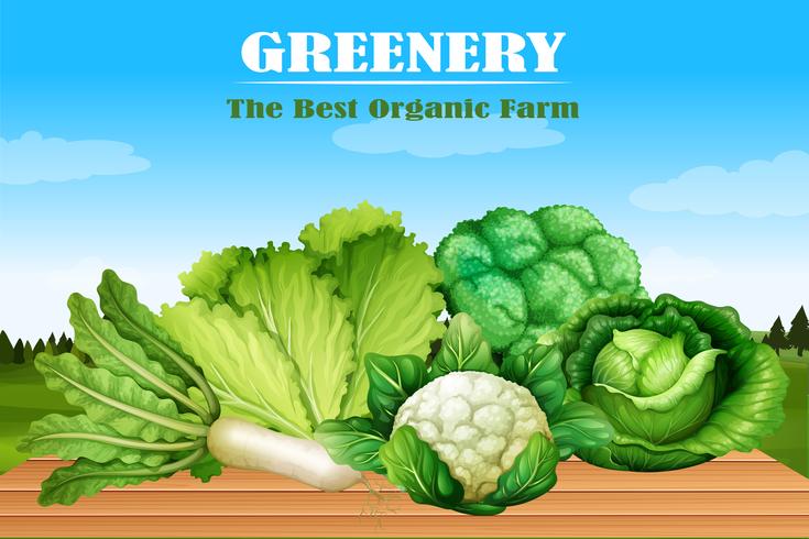 Many kind of green vegetables vector