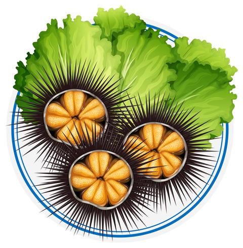Fresh sea urchins and green vegetables on plate vector