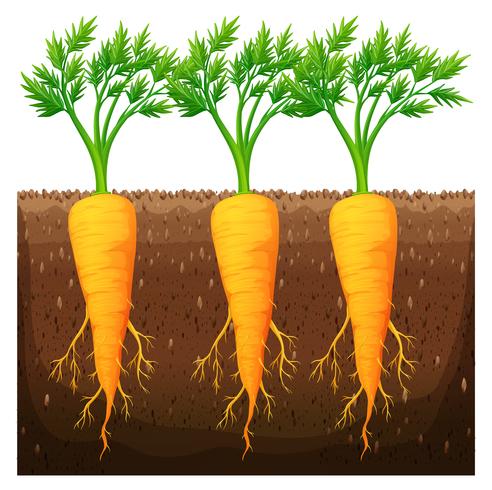 Fresh carrot growing in the field vector