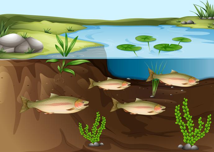 Un ecosistema bajo el estanque. vector