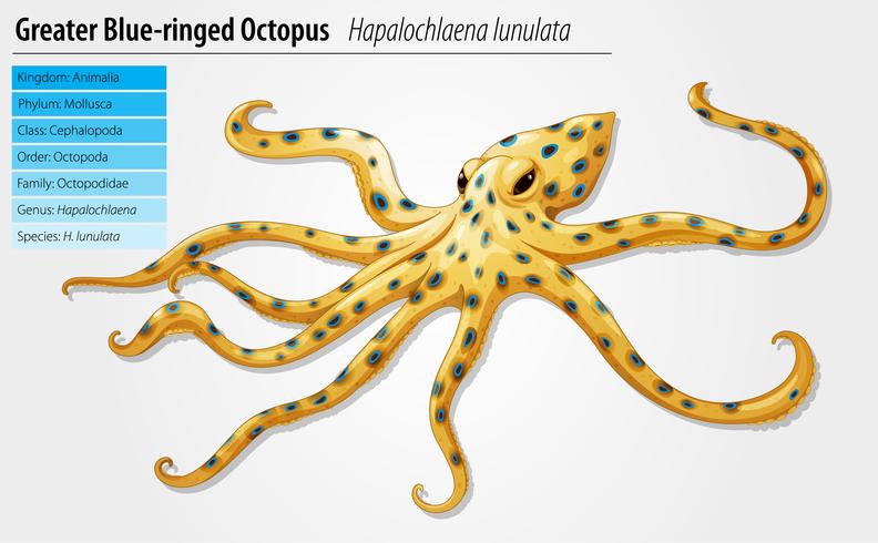 Blue-ringed octopus vector