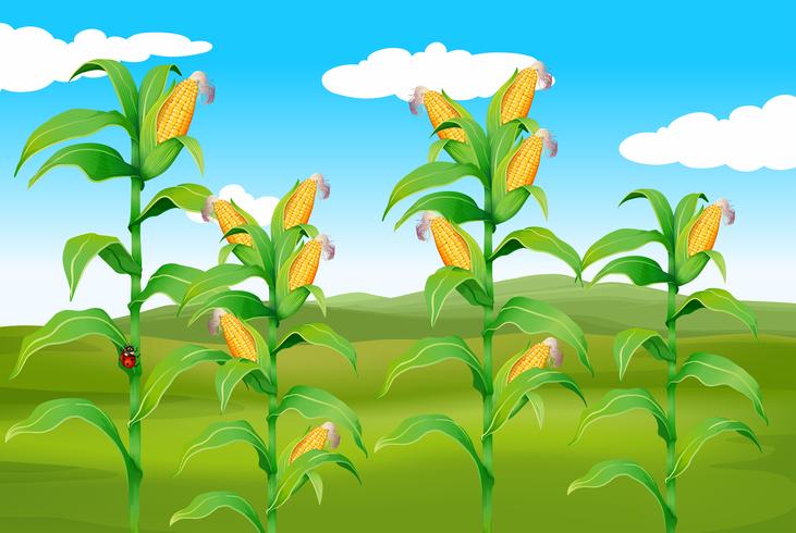 Farm scene with fresh corn vector