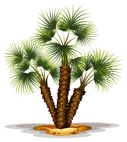 Chamaerops Humilis vector