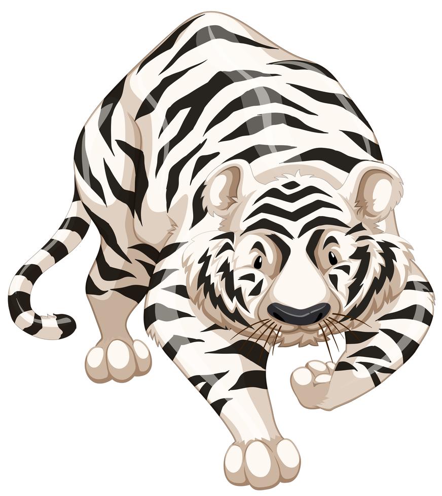 White tiger 367189 Vector Art at Vecteezy