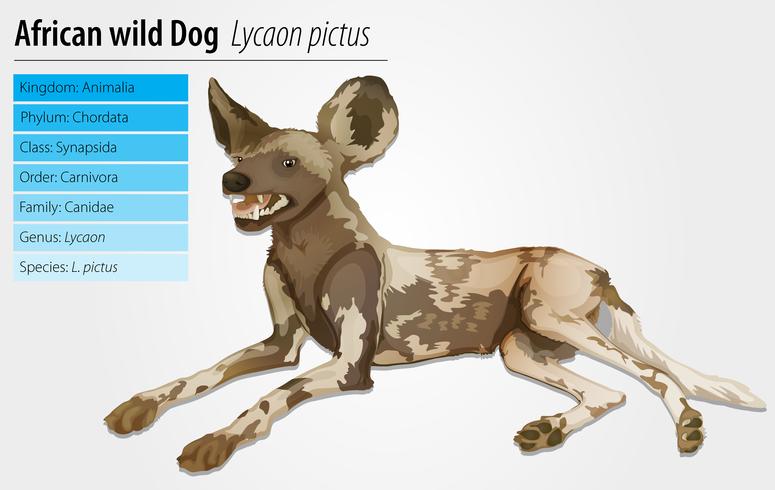 African wild dog vector