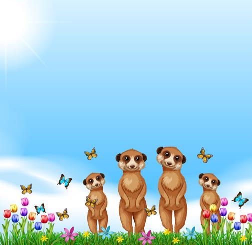 Four meerkats standing in the field vector