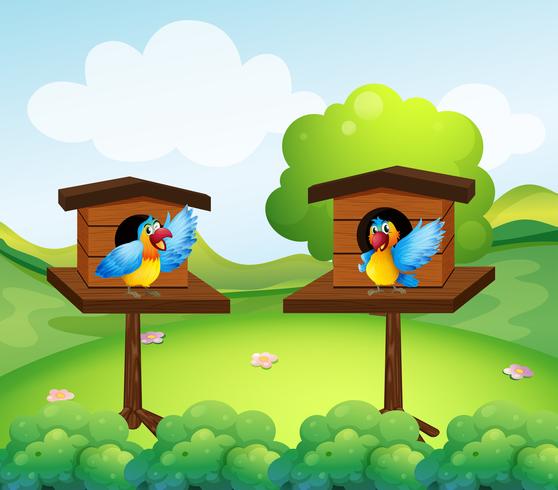 Two parrots in birdhouse  vector