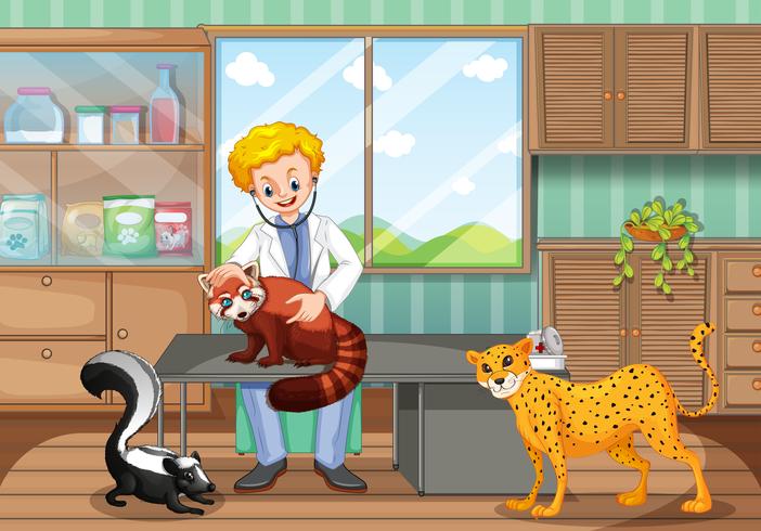 Vet healing wild animals in the clinic vector