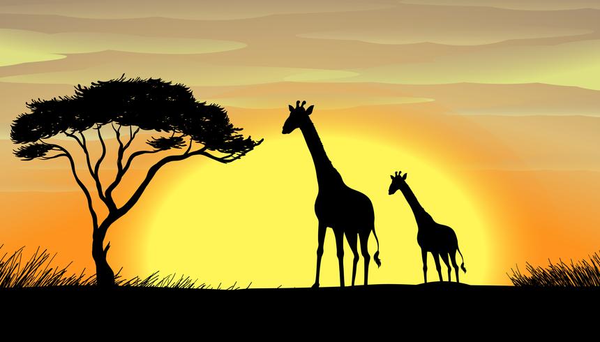 Giraffe in a beautiful nature vector