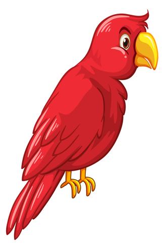 Pájaro rojo sobre fondo blanco vector