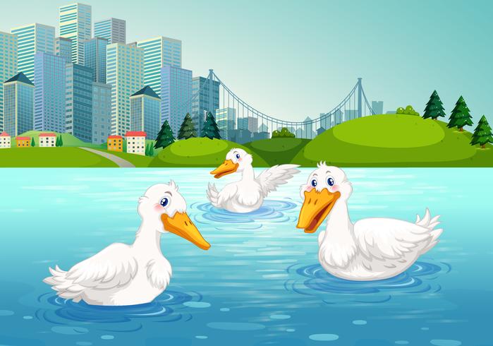 Three ducks swimming in the lake vector