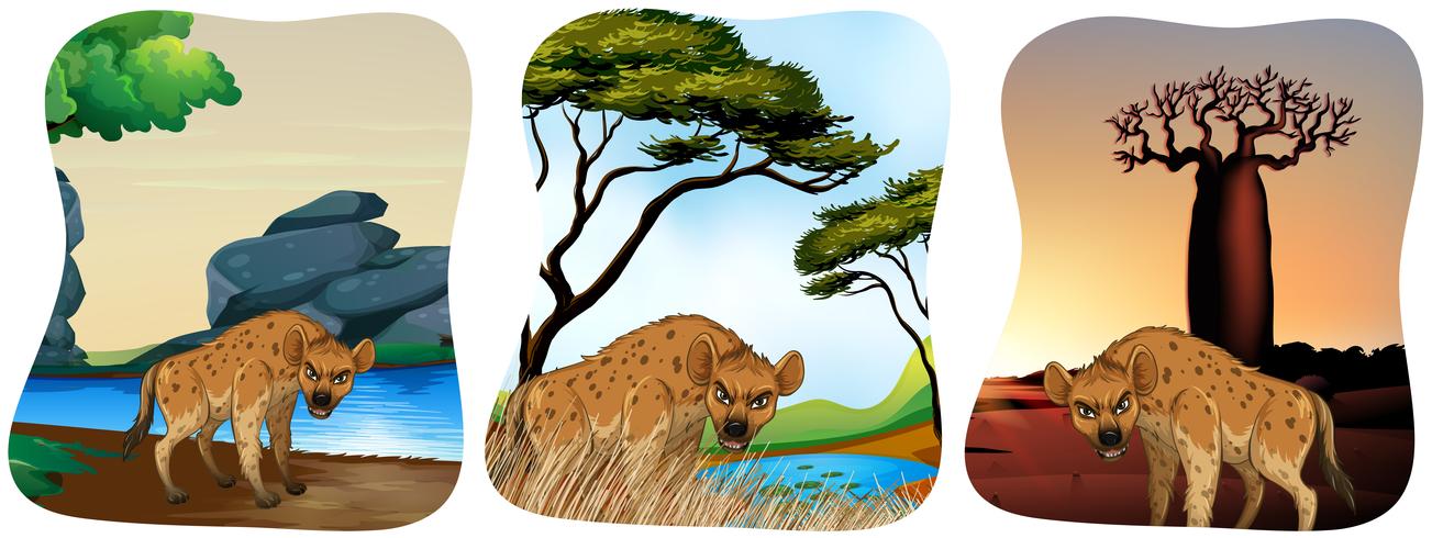 Hyenas in the field vector