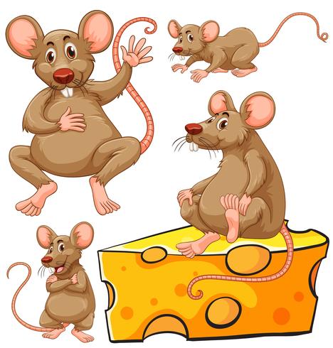 Brown mouse and cheese slice vector