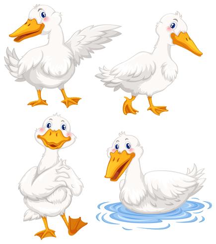 Cuatro patos en diferentes poses. vector