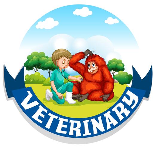 Vet examining urangutan in the park vector