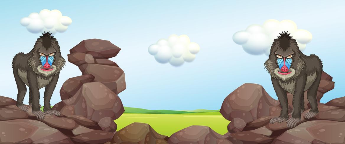 Two baboons standing on rocks vector