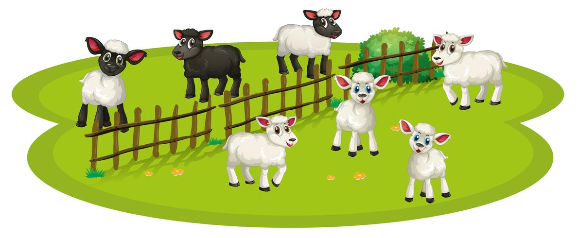 Ovejas blancas y ovejas negras en la granja vector