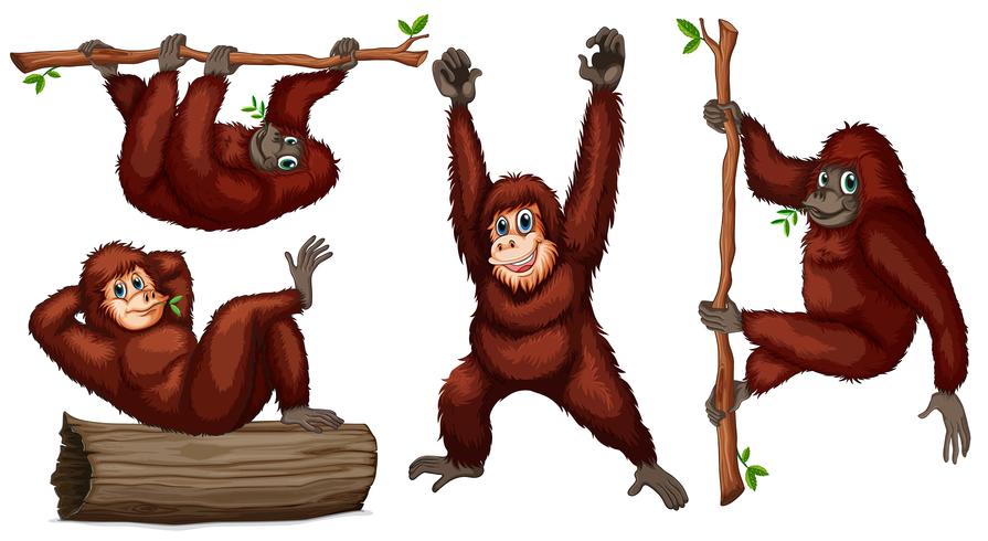 Orangutans vector