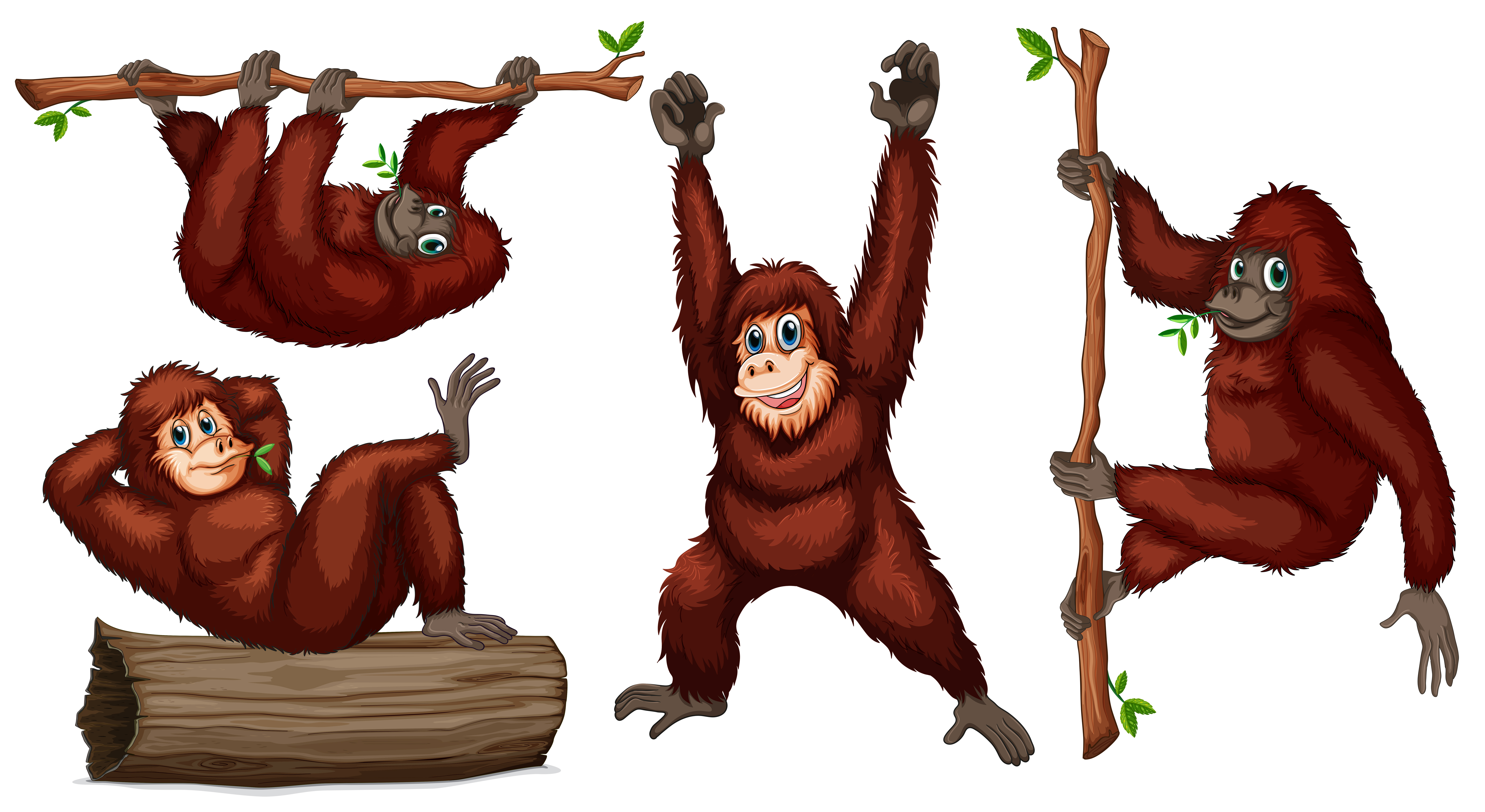 Orangutan Vector Art, Icons, and Graphics for Free Download