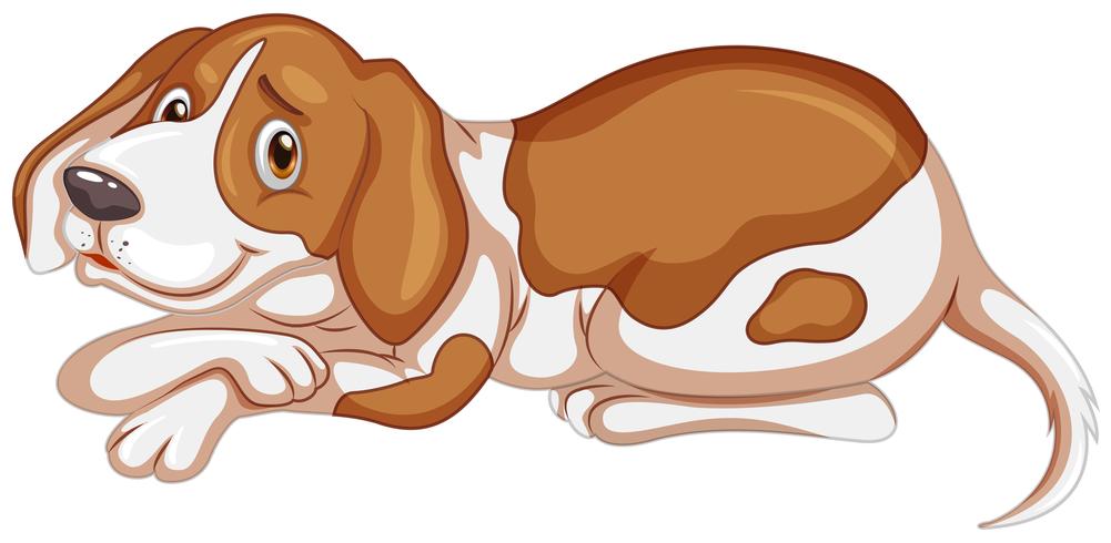 Brown dog on white background vector