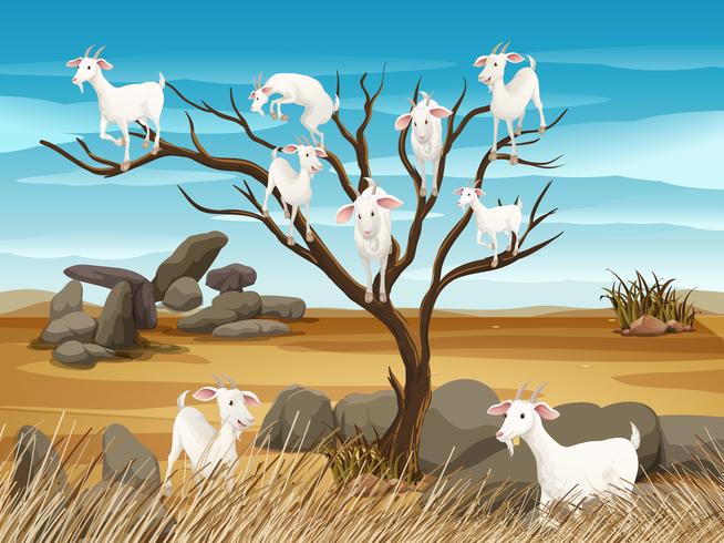 Many goats on the tree vector