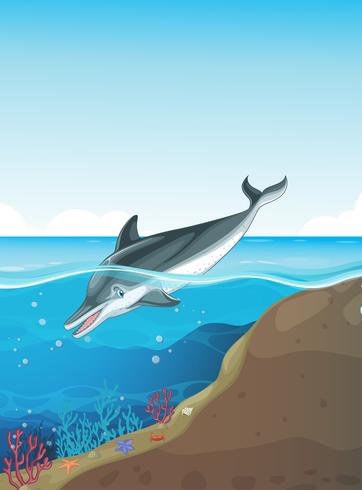 Dolphin swimming under the sea vector