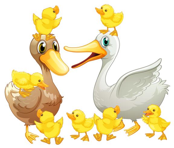 Familia del pato con patitos pequeños. vector