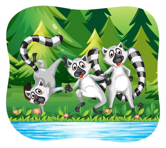 Three lemurs being happy by the river vector