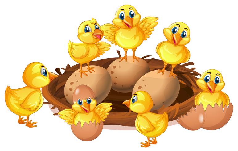 Many chicks and eggs in nest vector
