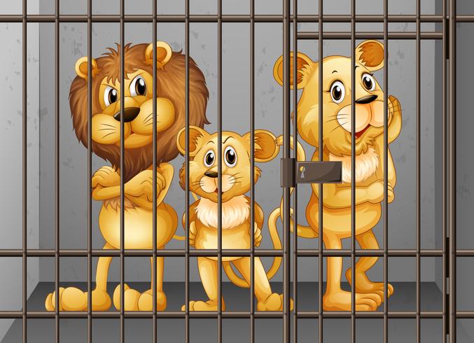 Lions being locked in the cage vector