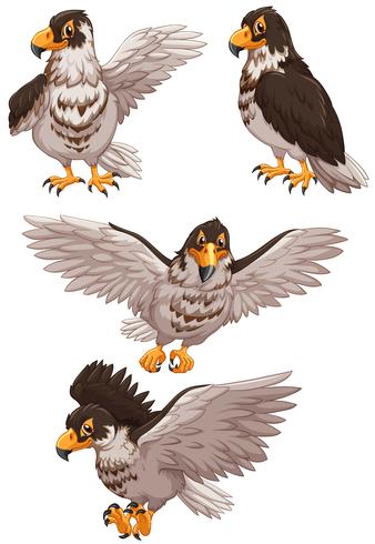 Four eagles in different poses vector