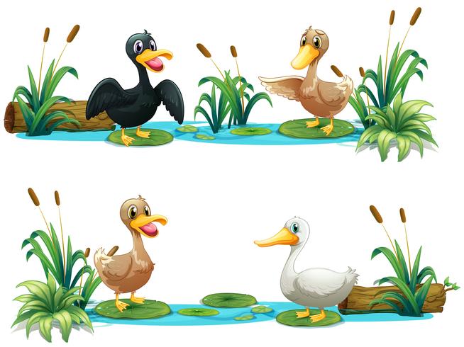 Patos que viven en el estanque vector