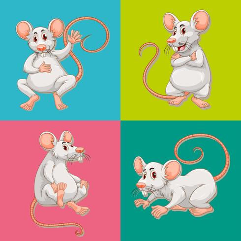 Ratón en cuatro fondos de color. vector