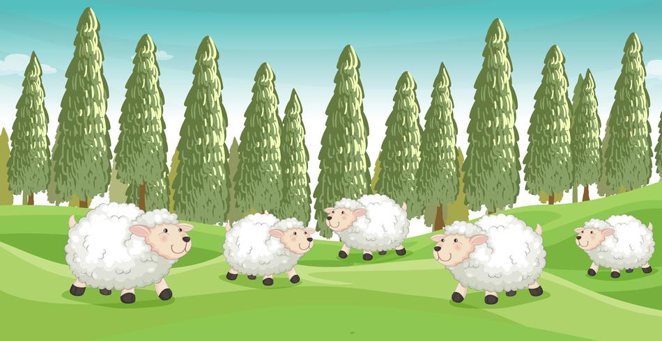 Smiling sheeps vector