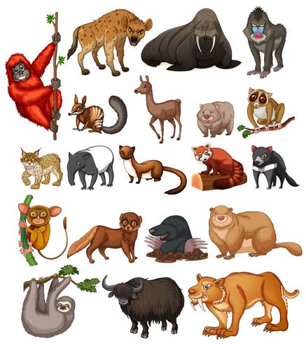 Animales salvajes sobre fondo blanco vector