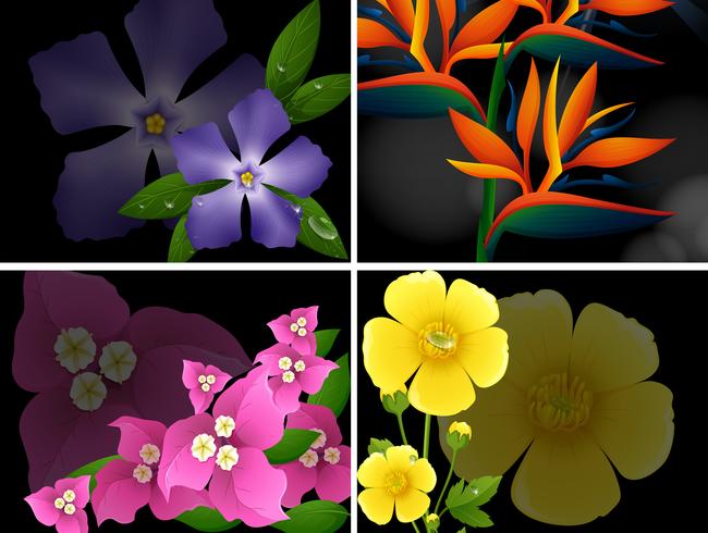 Cuatro diferentes tipos de flores sobre fondo negro vector