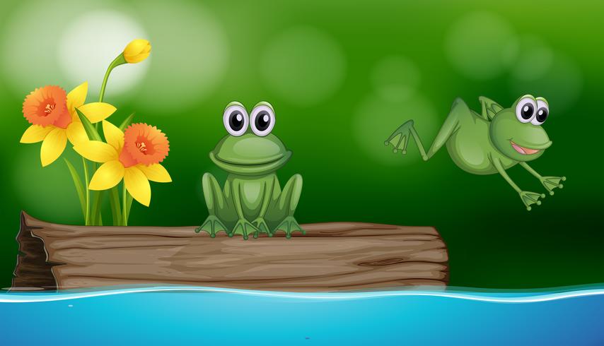 Two green frogs at the pond scene vector