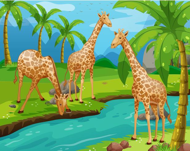 Three giraffes drinking water  vector