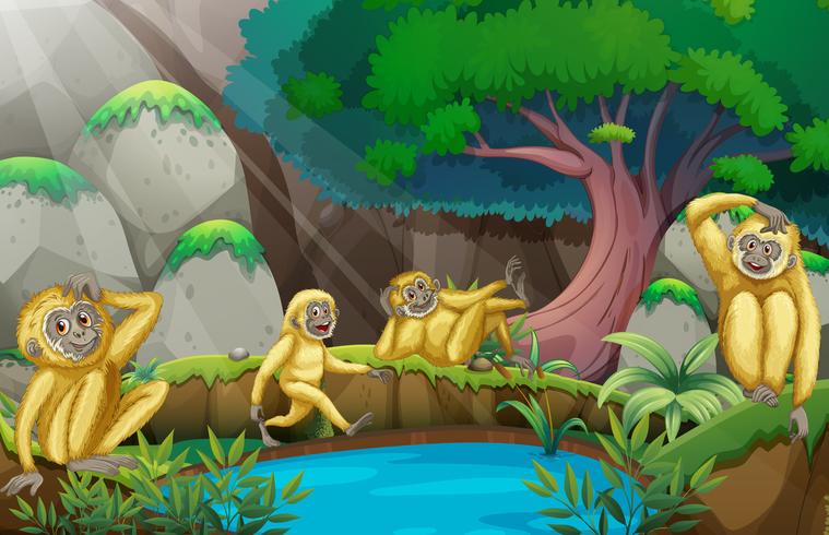 Four gibbons in the forest vector