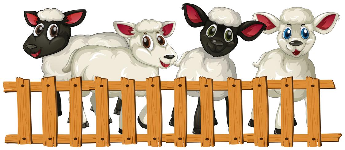 Four lambs behind the fence vector