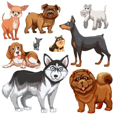 Different types of dogs photos sales